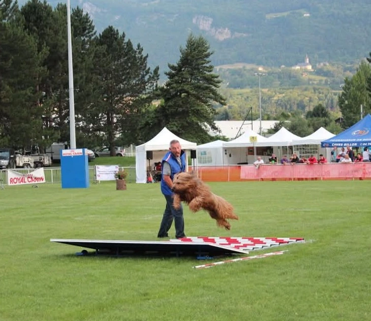 briard ou berger de brie qui crous dans un champ