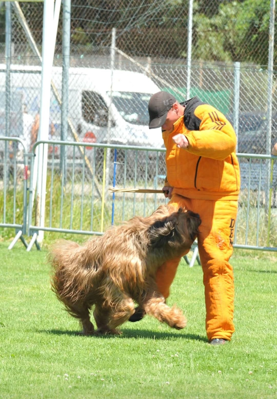 chiots briard qui s'amusent