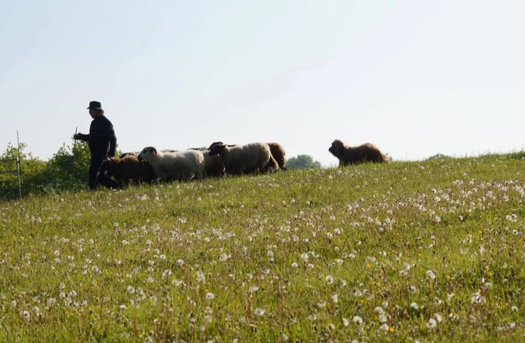 briard noir qui joue dans la neige