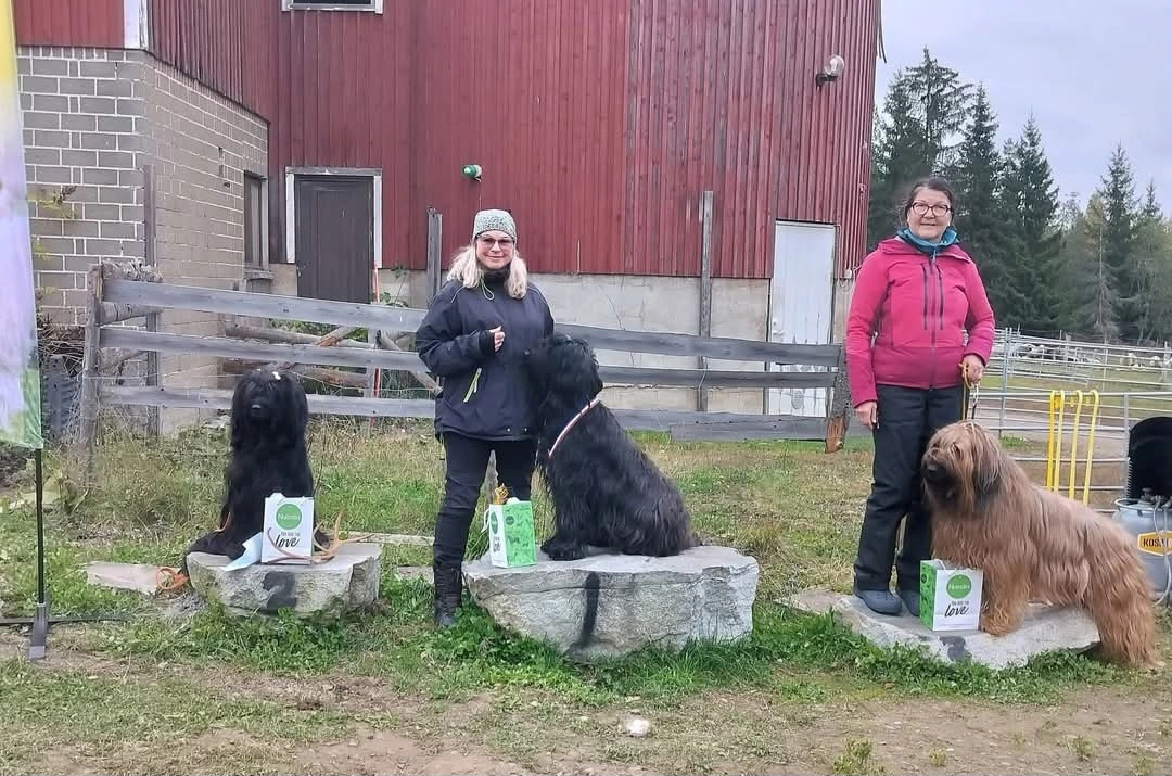chiots briard qui boivent de l'eau