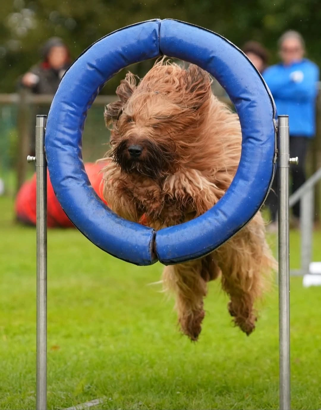 briard qui prend la pose devant la maison
