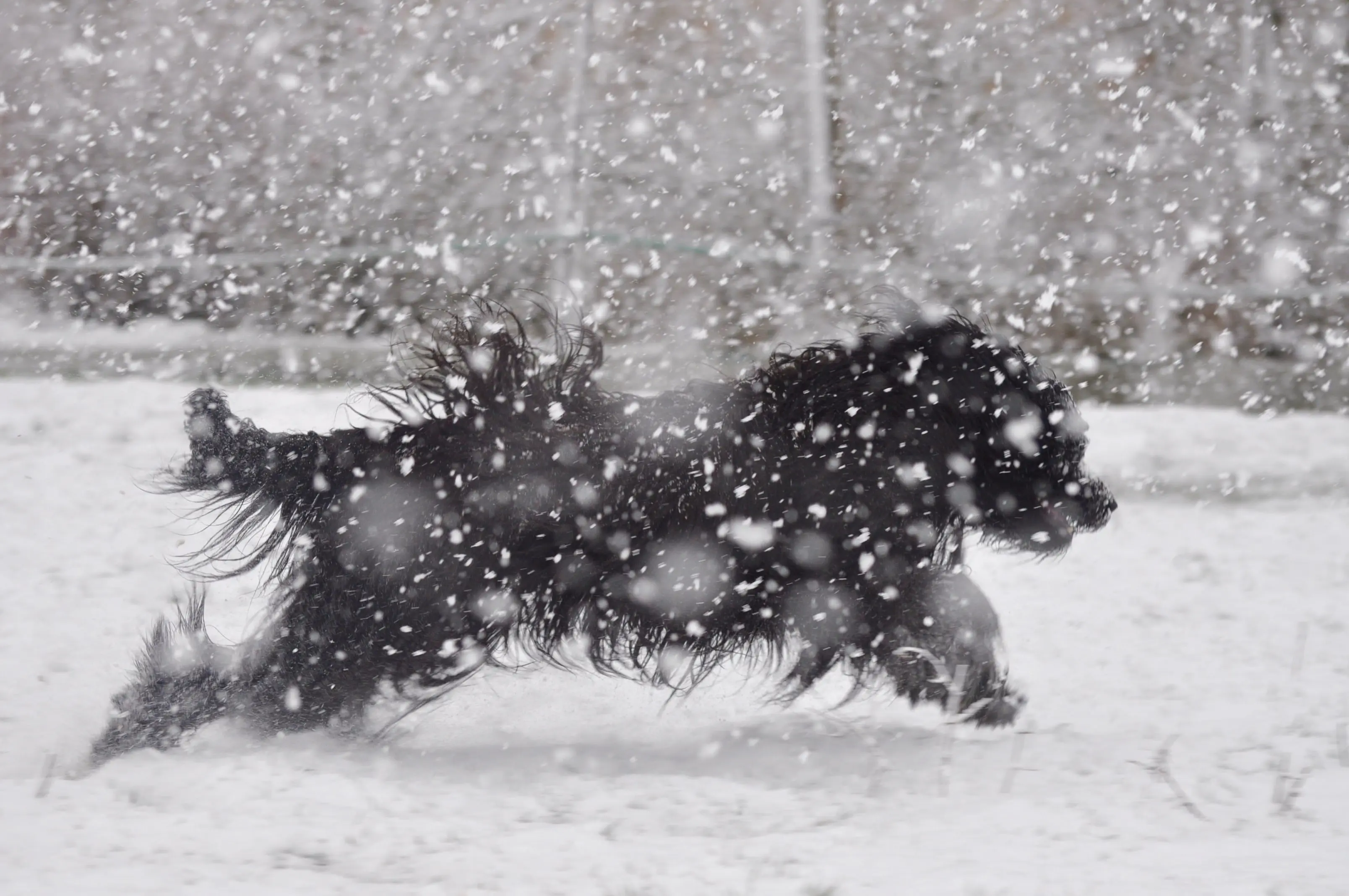 briard noir qui joue dans la neige