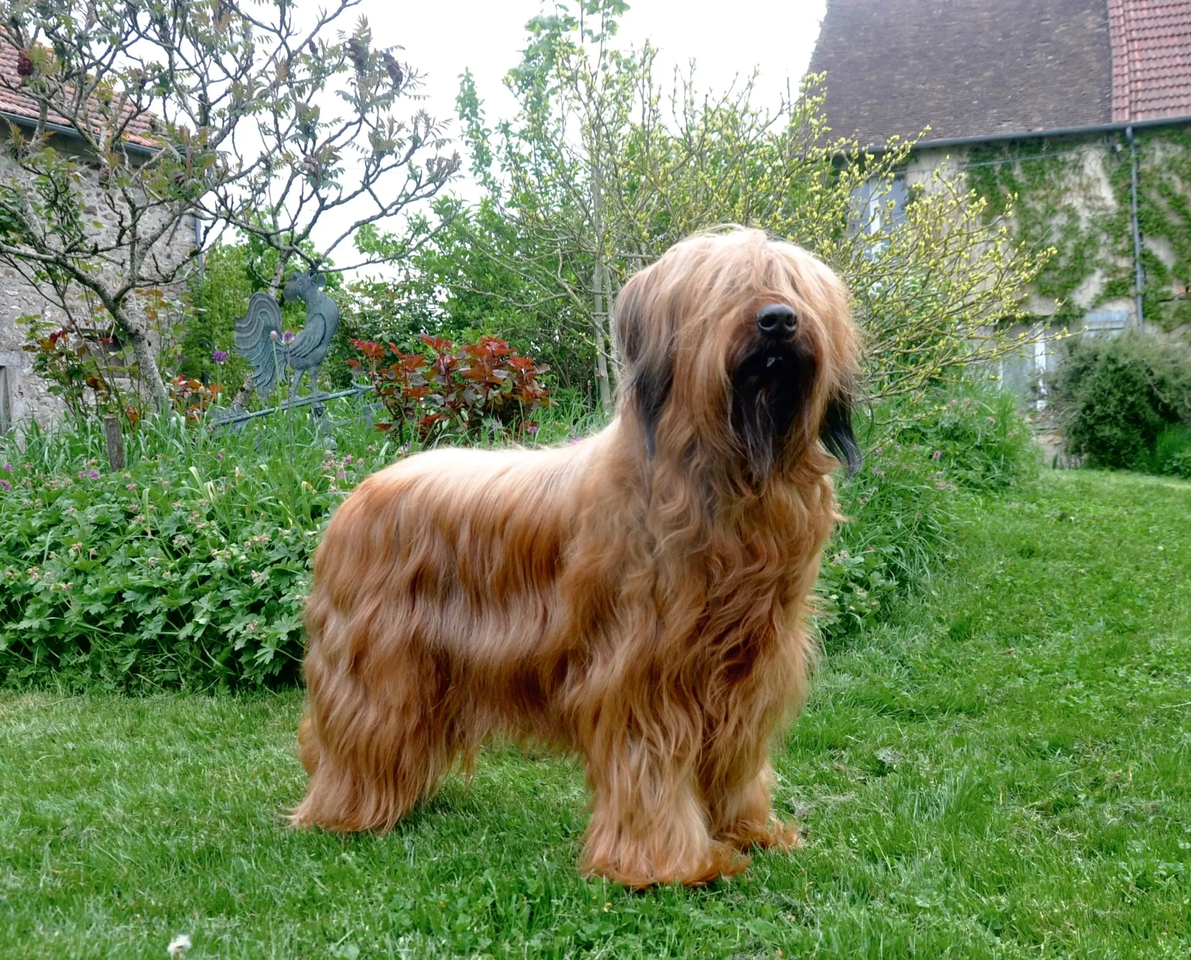 briard qui prend la pose devant la maison