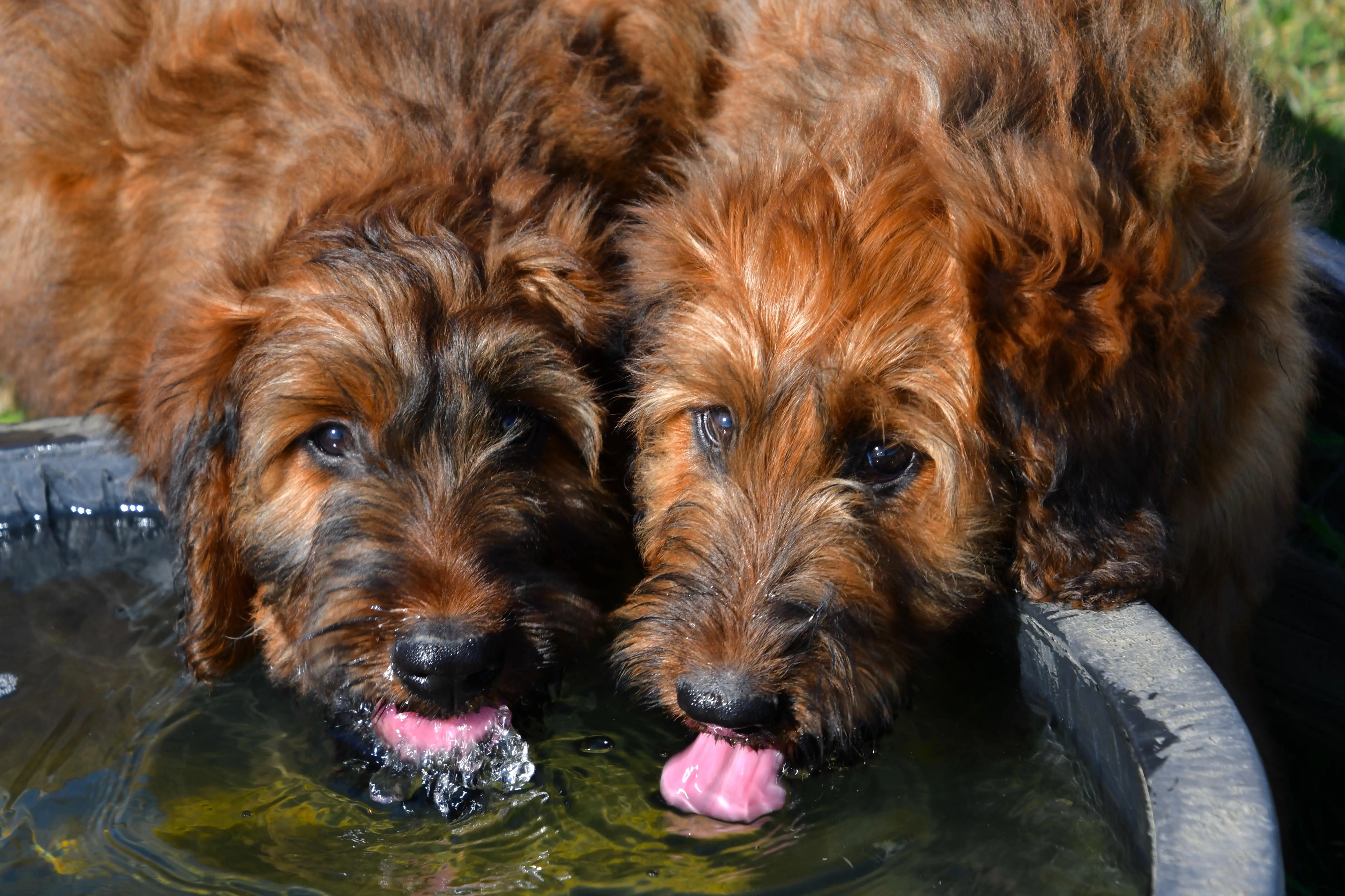 chiots briard qui boivent de l'eau