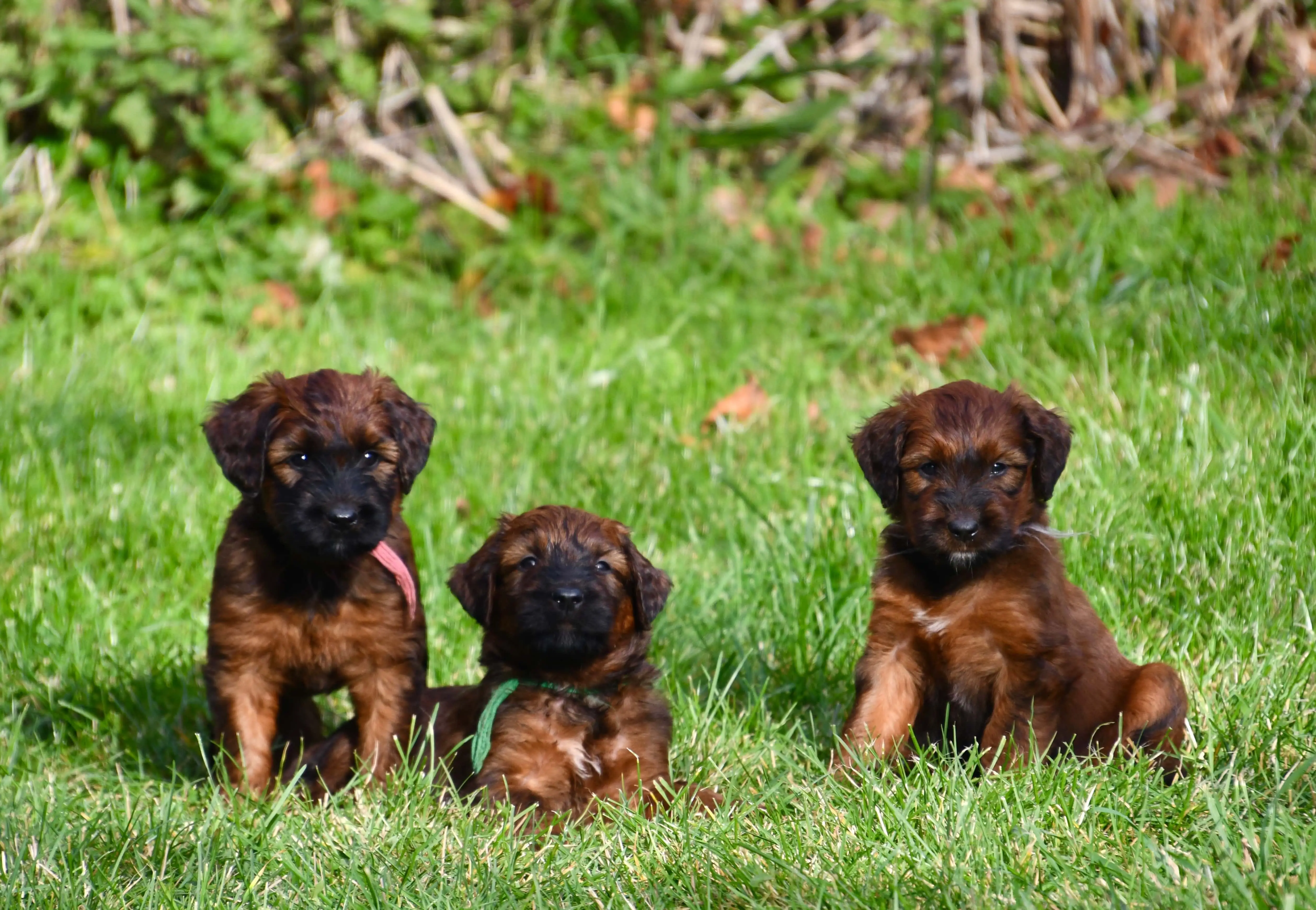 chiots briard qui jouent dans le jardin