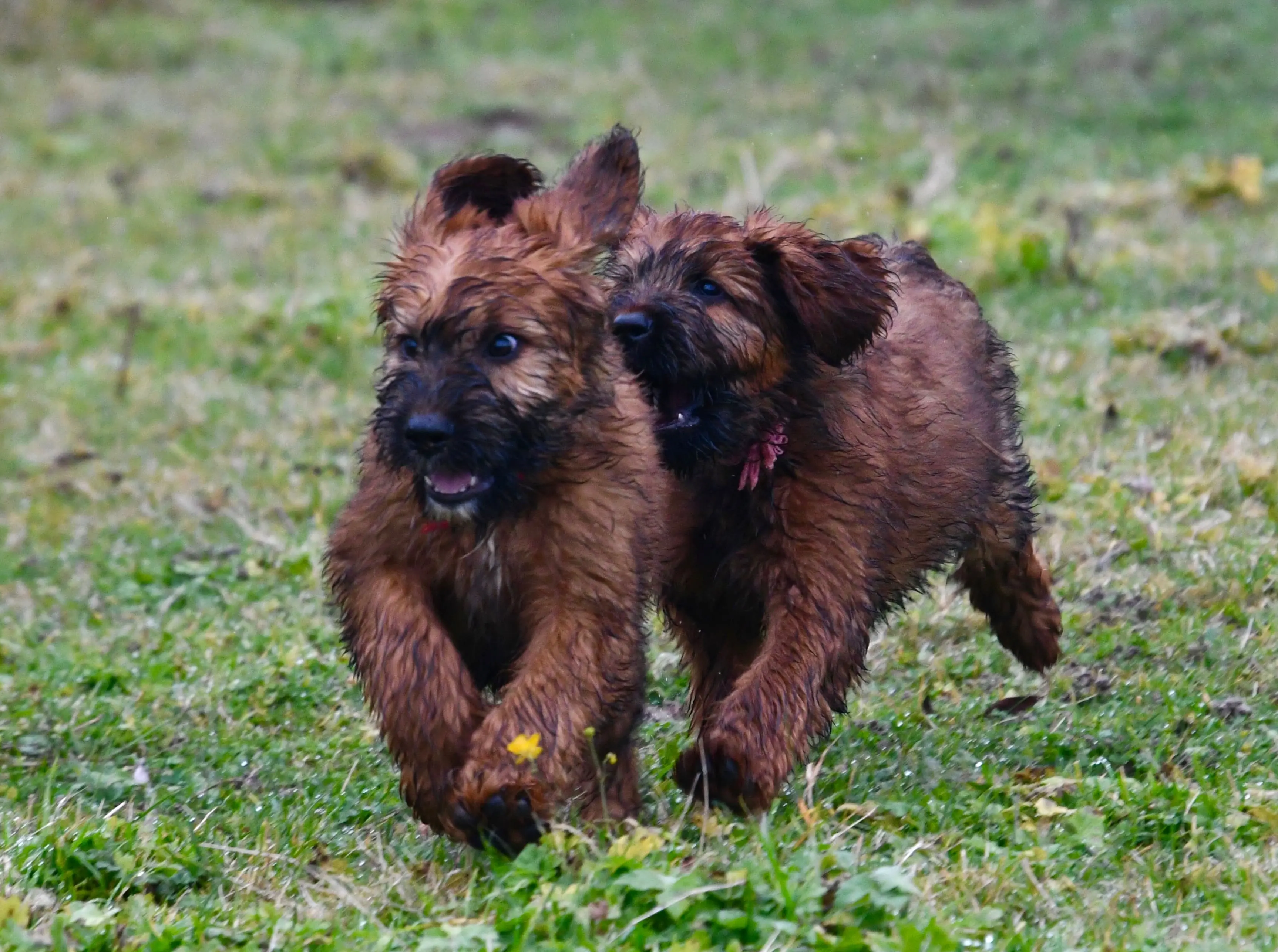 chiots briard qui s'amusent