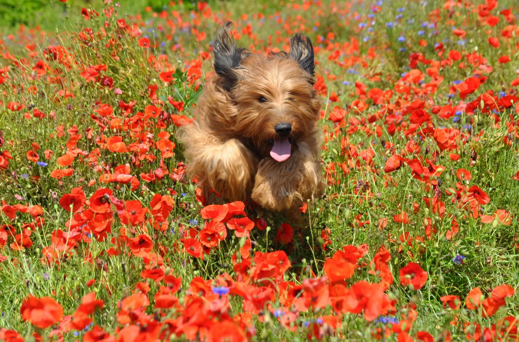 briard ou berger de brie qui crous dans un champ